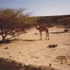 DJIBOUTI 1985